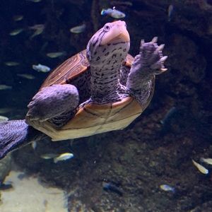 Meet your Posher, Preston